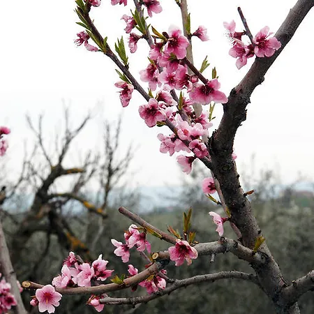 L'olmo * San Gimignano